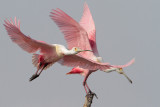 Roseate Spoonbill