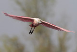 Roseate Spoonbill