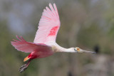 Roseate Spoonbill