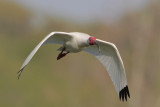 White Ibis