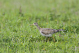 Upland Sandpiper