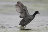 American Coot