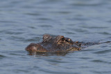 American Alligator