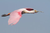 Roseate Spoonbill