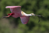 Roseate Spoonbill