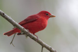 Summer Tanager