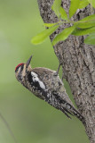 Yellow-bellied Sapsucker