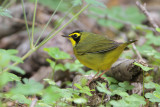 Kentucky Warbler