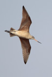 Marbled Godwit