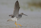 Greater Yellowlegs