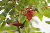 Summer Tanager