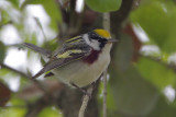 Chestnut-sided Warbler