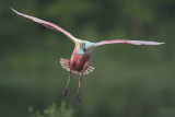 Roseate Spoonbill