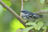 Cerulean Warbler