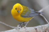 Prothonotary Warbler