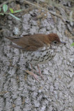 Wood Thrush