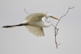 Great Egret