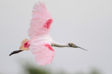 Roseate Spoonbill