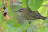 Red-eyed Vireo