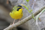 Kentucky Warbler