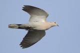 Eurasian Collared-Dove