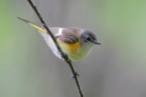 American Redstart