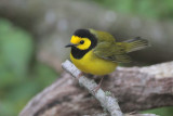 Hooded Warbler