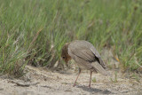 Swainsons Thrush