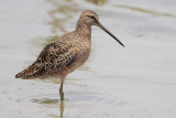 Long-billed Dowitcher