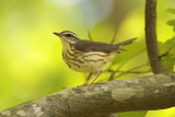 Louisiana Waterthrush