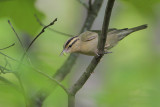 Worm-eating Warbler