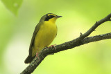 Kentucky Warbler