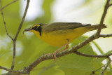Kentucky Warbler