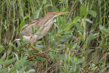 Least Bittern