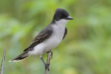 Eastern Kingbird