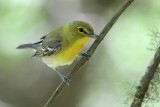 Yellow-throated Vireo
