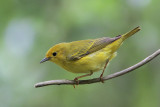 Yellow Warbler