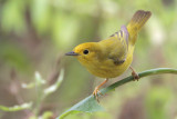 Yellow Warbler