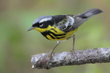 Magnolia Warbler