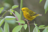 Yellow Warbler