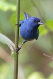 Indigo Bunting