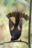 American Redstart