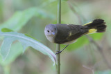 American Redstart