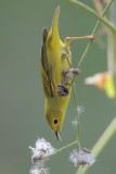 Yellow Warbler