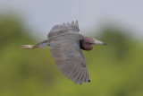 Little Blue Heron