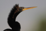 Anhinga