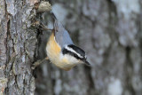 Red-breasted Nuthatch