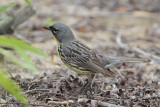 Kirtlands Warbler