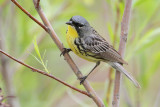 Kirtlands Warbler