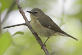 Black-throated Blue Warbler